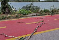 Силен вятър вилня и в СилистренскоСилен вятър събори дървета и