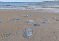 Мъртви медузи се появиха на брега в Бургаско след силното