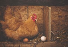 Кукуригане на петли се чува от балкони в затворени комплекси и