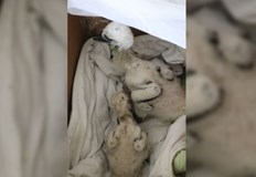 Всички птици са изпратени в Спасителния център за диви животни