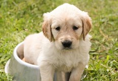 Една трета от всички влезли в приюта кучета са домашни