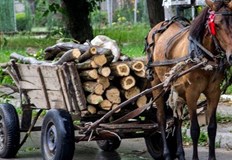 18 годишният водач на каруцата е пренасял един кубик дърва без