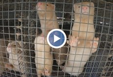 По думите на местните норките нападат и унищожават техните дребни