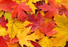 Събота ще ни зарадва с максимални температури между 27° и