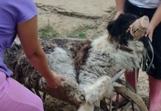 Мечо огромният добряк подаващ лапа на всекиКаравелово Богдан Слатина