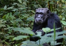 Това е първият път в който подобно поведение е регистрирано