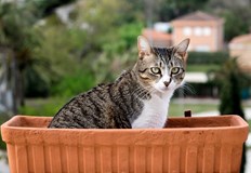 Защо котката ви не оставя вашите стайни растения на мира