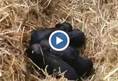 Ураганът в района е вдъхновил Зоопарк Бургас за имената на