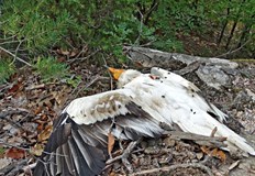 Бояна – египетският лешояд чиято история развълнува хиляди хора по