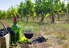 Хубавото вино е еликсир който хората почитат от дълбока древностДа