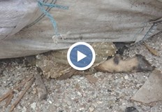 Били докарвани и карантии с неизвестен произход от които се