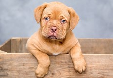 Кучето е намерено и върнато на собственика муНа 7 септември