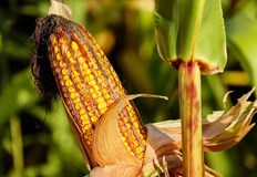 Спадът при слънчогледа възлиза на 15 Реколтата от царевица в Украйна