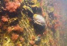 Диви стриди се заселиха във водите на Черно мореТе са