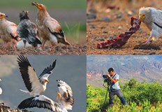 В миналото в България са гнездили четири вида лешояди –