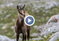 Убийството най вероятно е извършено в понеделникУжасяващо бракониерство в Пирин Високо