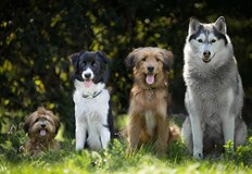 Забавни и интересни факти за кучетатаНашите кучета винаги са били