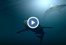 Ураганът Иън връхлетя със смъртоносна скорост щата Флорида и причини