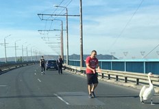 Птицата вече е настанена в Зоологическата градина в градаЛебед изненада