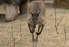 Последният случай на нападение на кенгуру срещу човек е през 1936