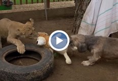 Украинско лъвче намери убежище в дома на ветеринар в Унгария12 седмичната