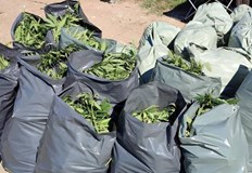 Задържан е 45 годишен пазарджиклия собственик на овощен разсадникДобре прикрита нива