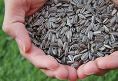 Слънчогледовите семена са важна част от нашата диета използвани цели