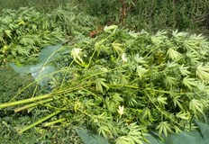 20 растения марихуана са открити и край село ТабачкаПри реализираните