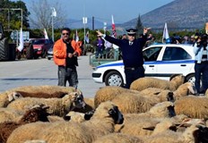 Криза обхвана животновъдството в Гърция поради високи цени на фуражитеФермери