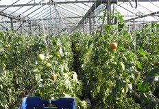 До 5 години на трапезата ни може да няма български