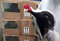 Митнически инспектори от сектор Авиоконтрол в ТД Митница София спасиха