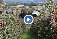 Все повече производители в Североизточна България се отказват да отглеждат плодовеПричината за