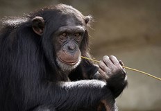 Фана е била сред последните членове на емблематична застрашена групаНай старото