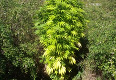 Растението е дало положителна реакция за канабиноиди активни съставки в марихуанатаВчера