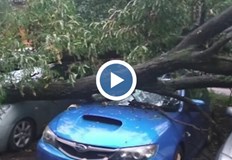 Дървото се е изкоренило по време на бурята във вторник30 метрово