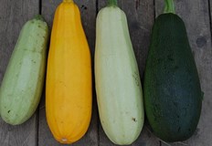 Тиквичките заемат подобаващо място във всяка градина Градинарите обаче са наясно