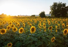 Жътвата на слънчоглед тази година започна по рано и върви с