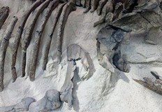 Праисторическата операция може да е доказателство че хората са развивали