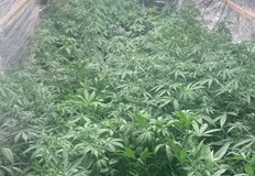 Иззети са близо 350 растения в различен стадии на растежСлед