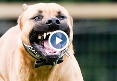 Нападението се води като лека телесна повреда и държавата не