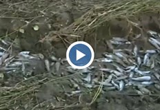 Стотици хора тъпчат луксозни автомобили с пъстърваСтотици хора пълнят кофи