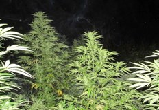 Отглеждани растения канабис различни наркотици и пособия за производство и