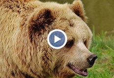 Животното показва добри обноскиМечките са добри животни с добри маниери