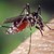 Комарите в Русе намаляха драстично