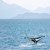 Туристи в лодка в Атлантическия океан се блъснаха в спящ кит