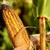 Реколтата от царевица в Украйна спада с една четвърт спрямо 2021 година