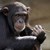 Почина най-старото шимпанзе в Гвинея