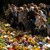 Цветята, оставени в знак на почит към кралица Елизабет Втора, ще бъдат компостирани