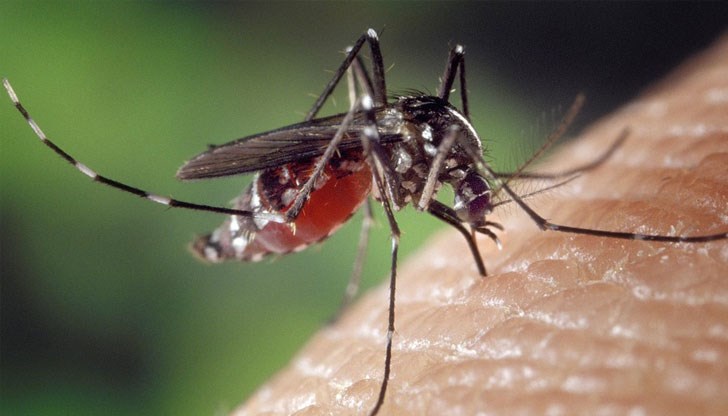 Причината за намаляване на популацията на комари е по-честото третиране