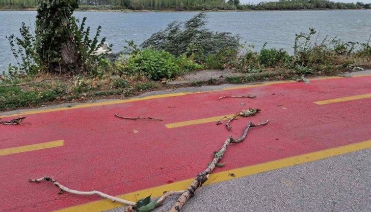 Паднали клони и дървета има и в Силистра Паднали клони и дървета има и в Силистра